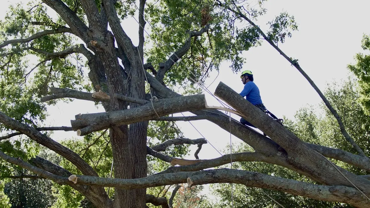 Professional Crown Thinning performed by certified arborists in Berlin Heights