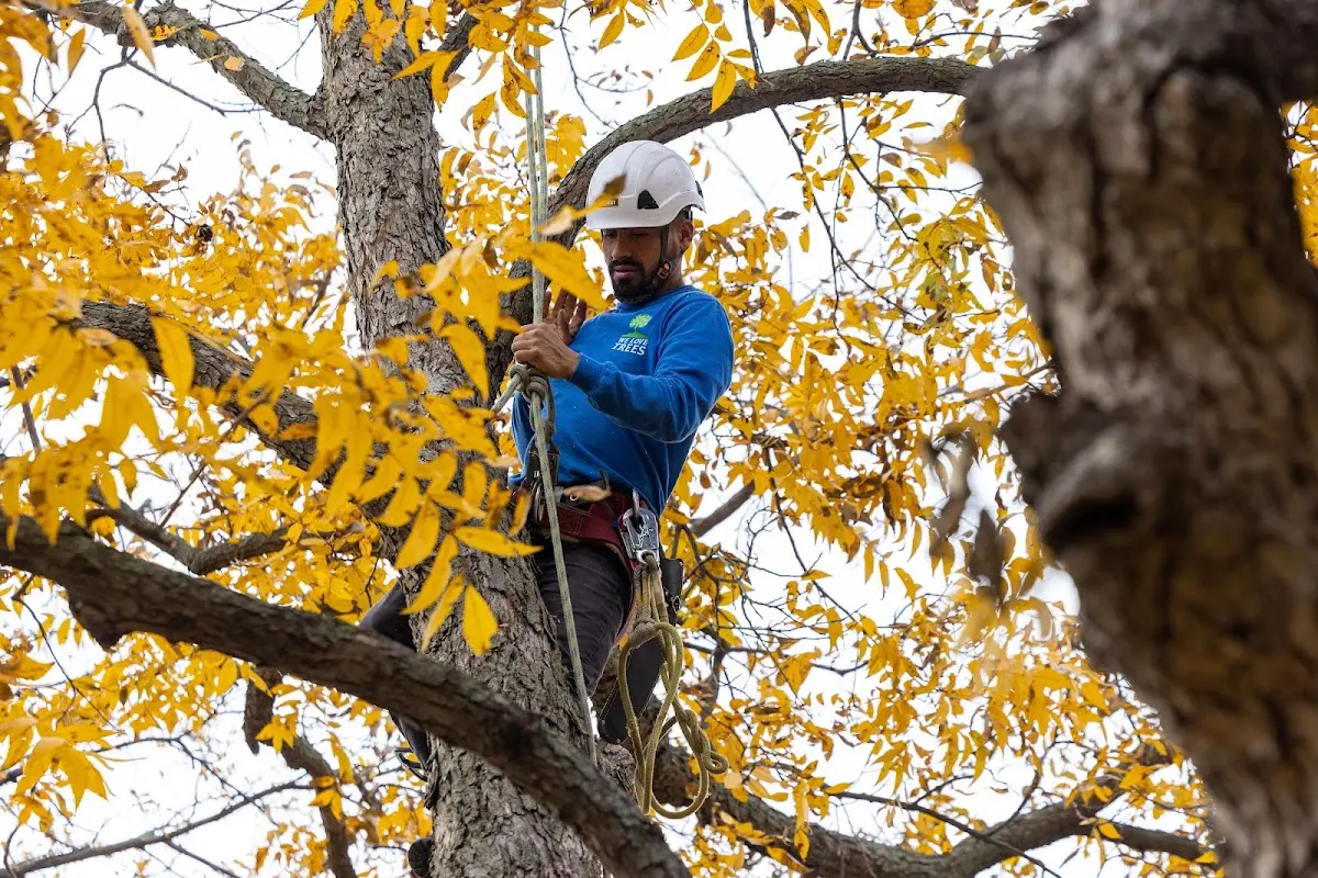 Skilled Tree Planing crew working in Berlin Heights